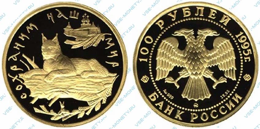 Памятная золотая монета 100 рублей 1995 года «Рысь» серии «Сохраним наш мир»