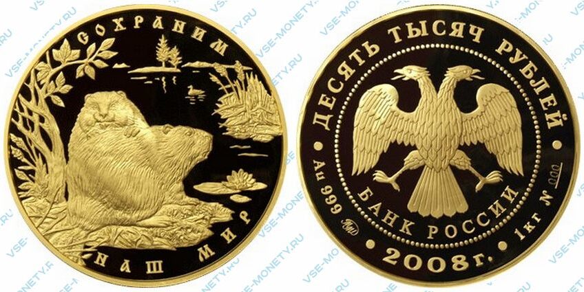 Юбилейная золотая монета 10000 рублей 2008 года «Речной бобр» серии «Сохраним наш мир»