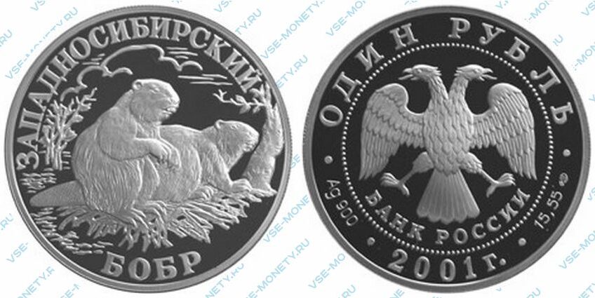 Юбилейная серебряная монета 1 рубль 2001 года «Западносибирский бобр» серии «Красная книга»