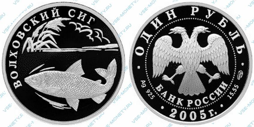 Юбилейная серебряная монета 1 рубль 2005 года «Волховский сиг» серии «Красная книга»
