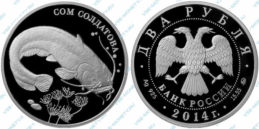 Памятная серебряная монета 2 рубля 2014 года «Сом Солдатова» серии «Красная книга»