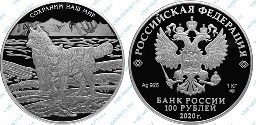 Юбилейная серебряная монета 100 рублей 2020 года «Полярный волк» серии «Сохраним наш мир»
