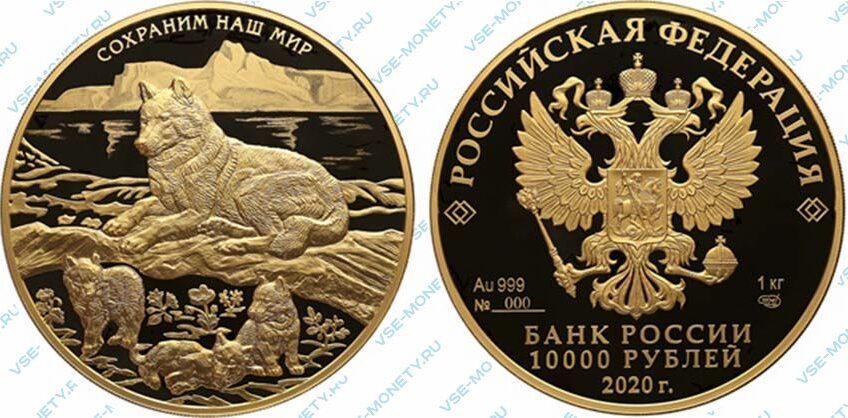 Юбилейная золотая монета 10000 рублей 2020 года «Полярный волк» серии «Сохраним наш мир»